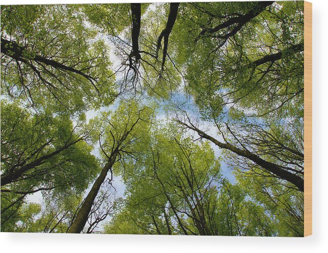 Tree Wood Print featuring the digital art Looking up by Ron Harpham