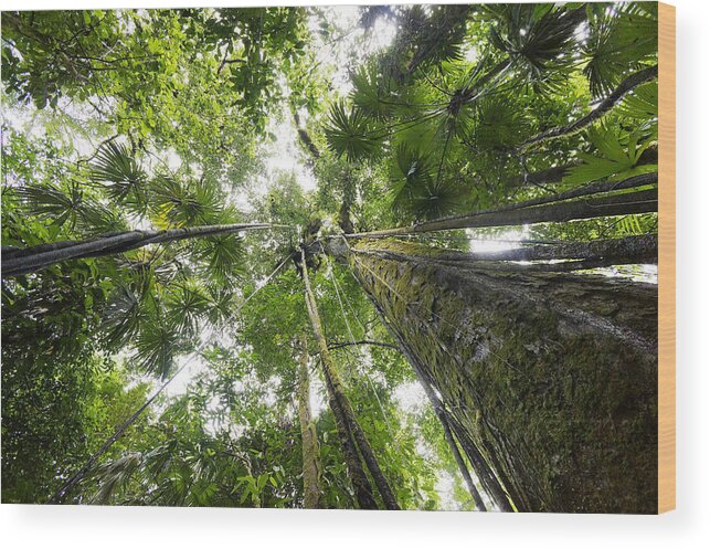 Feb0514 Wood Print featuring the photograph Looking Up To Rainforest Canopy Costa by Hiroya Minakuchi