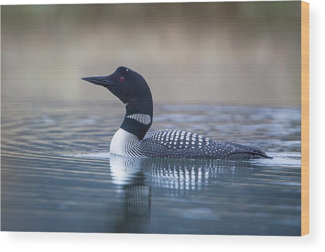 Loon Wood Print featuring the photograph Loon by Jack Bell