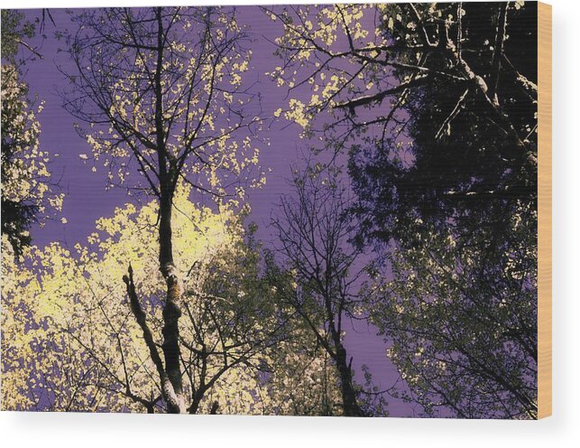 Trees Wood Print featuring the photograph Lost in Admiration by Laureen Murtha Menzl