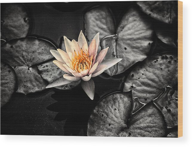 Botanical Wood Print featuring the photograph Lotus 2 by Jeremy Herman