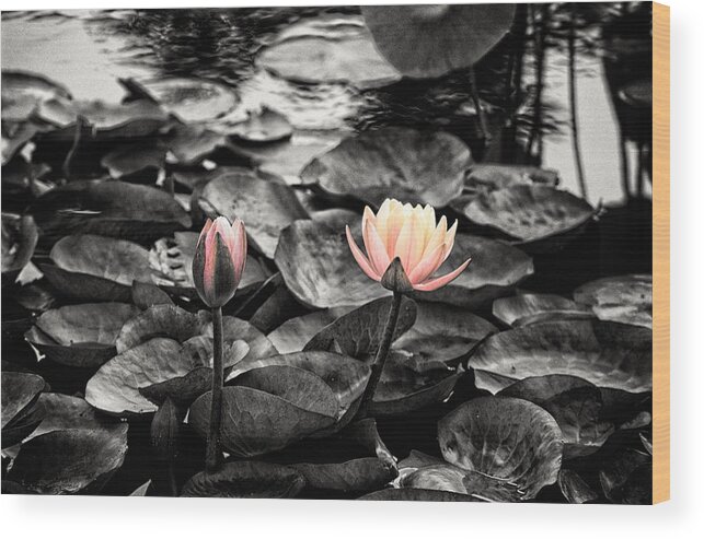 Botanical Wood Print featuring the photograph Lotus 4 by Jeremy Herman