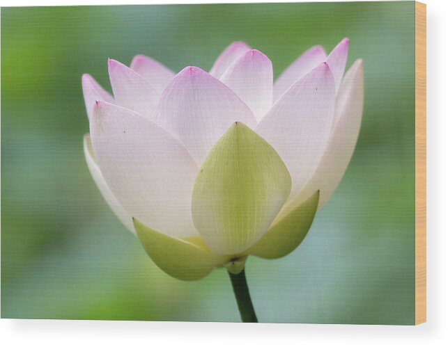 Petal Wood Print featuring the photograph Lotus Flower by Koyaginomari