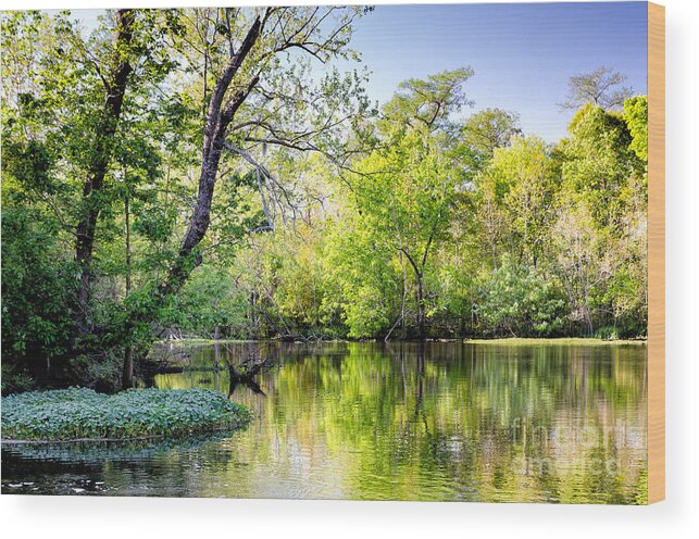 Bayou Wood Print featuring the photograph Louisiana Bayou by Kathleen K Parker