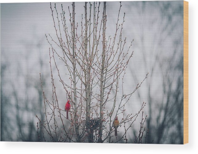 2014 Wood Print featuring the photograph Love Birds by Amber Flowers