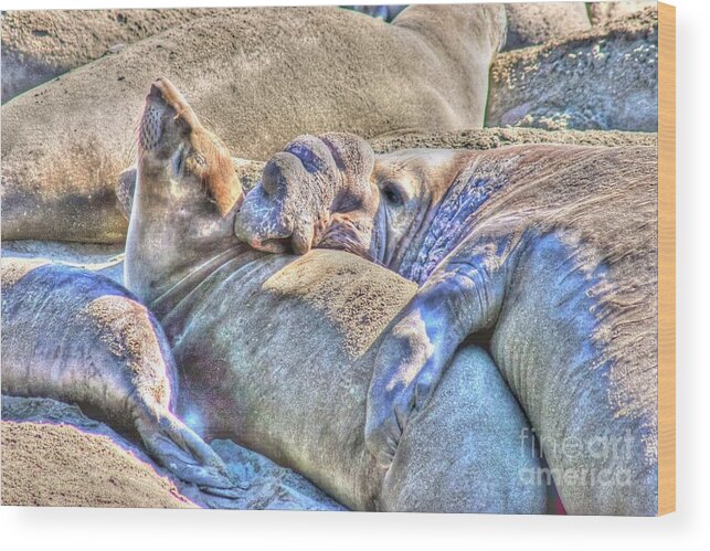 Elephant Seals Wood Print featuring the photograph Love Hug - San Simeon California by Tap On Photo