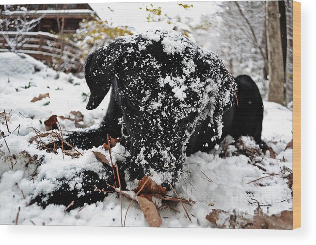 Labrador Wood Print featuring the photograph Love Lab snow 4 by Vin Kitayama