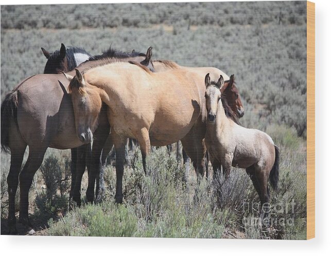 Horse Wood Print featuring the photograph Love by Veronica Batterson