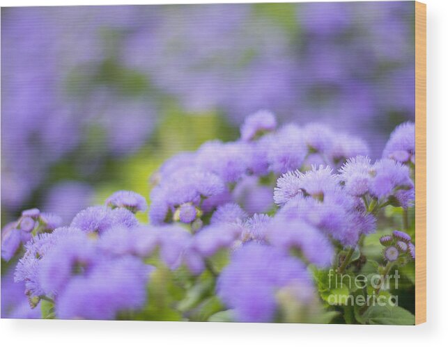 Blue Mink Wood Print featuring the photograph Lovely Blue Mink with Lavender Tones in Soft Focus by Beverly Claire Kaiya