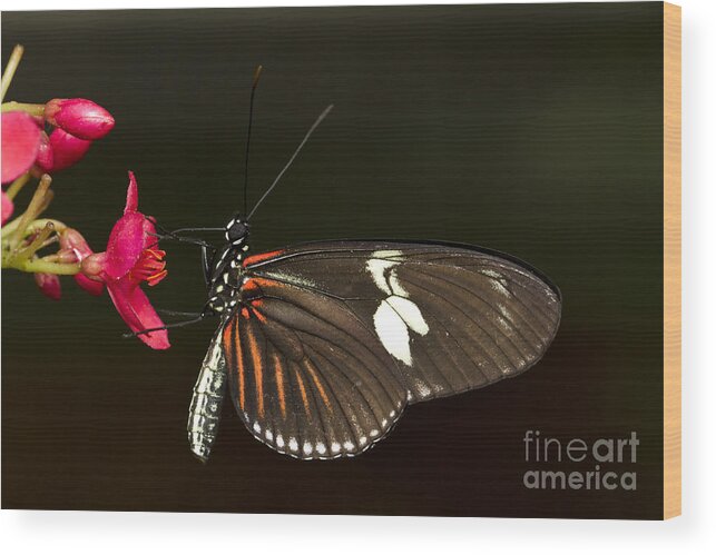 Bug Wood Print featuring the photograph Lovely Longwing by Bryan Keil