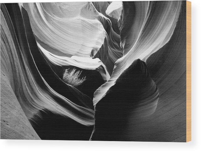 Lower Antelope Canyon Photograph In Black And White Wood Print featuring the photograph Lower Antelope Canyon Shrub by Mae Wertz