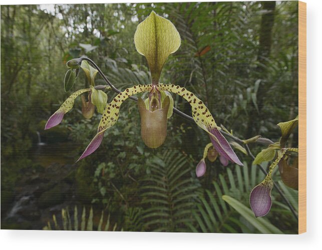 Feb0514 Wood Print featuring the photograph Lows Slipper Orchid Mt Kinabalu Borneo by Ch'ien Lee