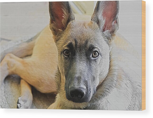 Dog Wood Print featuring the photograph Loyal Love by Barbara Dean