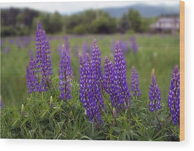 Lupinefest Wood Print featuring the photograph Lupine Lineup by Wayne King