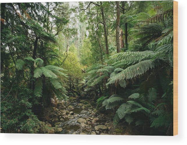 Tranquility Wood Print featuring the photograph Lush green forest of Dandenong Ranges National Park, Victoria, Australia by Ippei Naoi