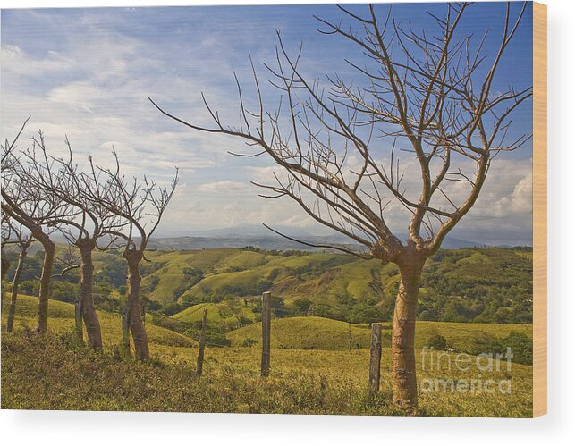 Landscape Wood Print featuring the photograph Lush Land Leafless Trees 2 by Madeline Ellis