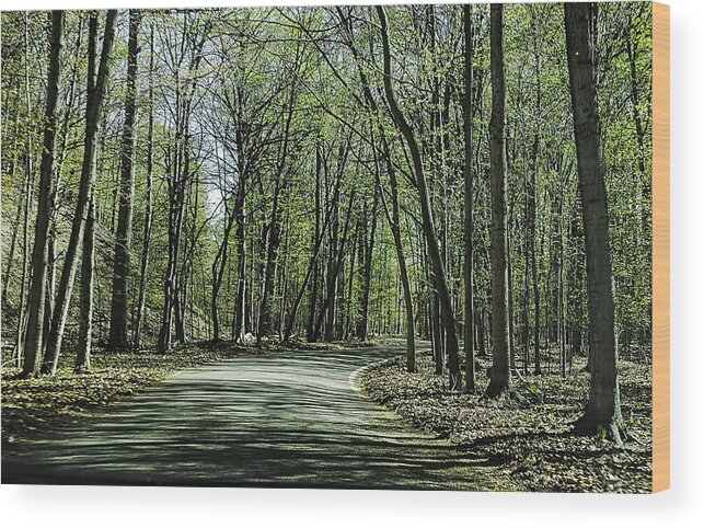 Usa Wood Print featuring the photograph M119 Tunnel of Trees Michigan by LeeAnn McLaneGoetz McLaneGoetzStudioLLCcom