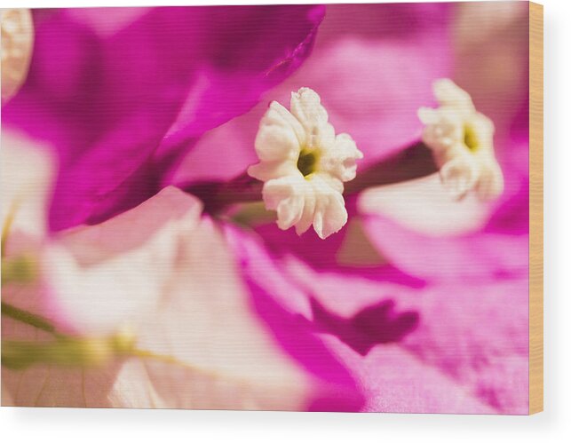 Hawaii Wood Print featuring the photograph Macro Bougainvillea bloom 2 by Leigh Anne Meeks