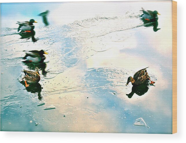 Diving Ducks Wood Print featuring the photograph Madcap Ducks by HweeYen Ong