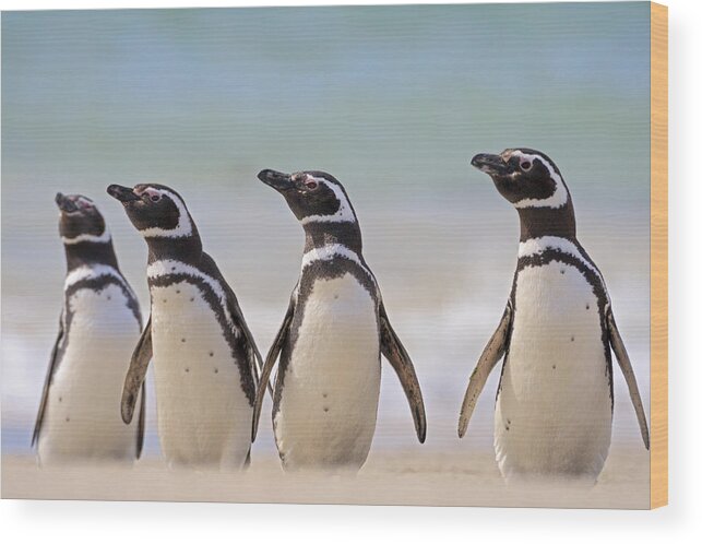 Heike Odermatt Wood Print featuring the photograph Magellanic Penguins Carcass Island by Heike Odermatt