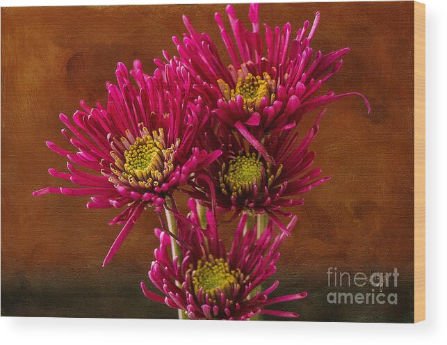 Daisy Wood Print featuring the photograph Magenta Daisies Against Old Gold by Lois Bryan