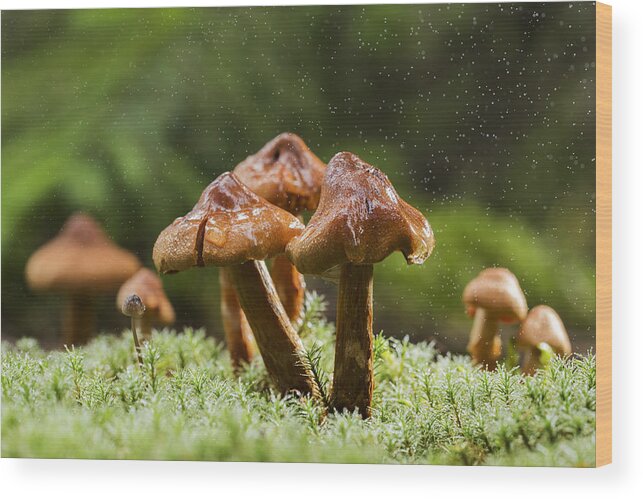 Magic Wood Print featuring the photograph Magic mushrooms by Mircea Costina Photography