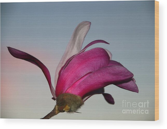 Beautiful Wood Print featuring the photograph Magnolia Blossom in the Sunset by Amanda Mohler