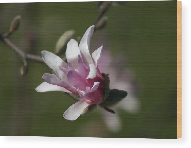 Flowers Wood Print featuring the photograph Magnolia Blossom Series 701 by Jim Baker