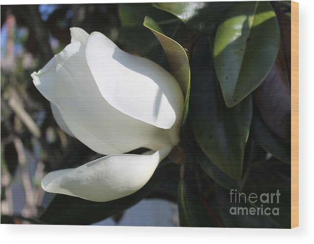 Magnolia Bloom Wood Print featuring the photograph Magnolia Flower by Jeanne Forsythe