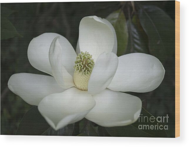 Magnolia Wood Print featuring the photograph Magnolia Grandiflora Blossom - Simply Beautiful by MM Anderson