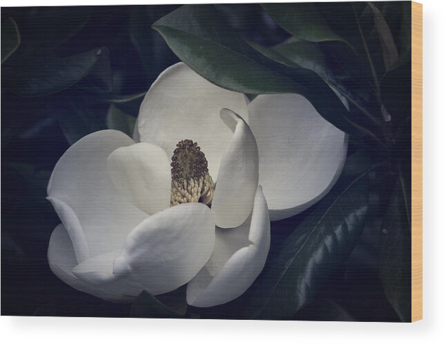 Magnolia Wood Print featuring the photograph Magnolia by Mike Stephens