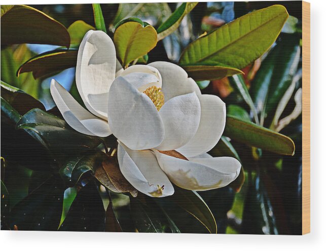 Magnolia Wood Print featuring the photograph Magnolia Moment by Linda Brown