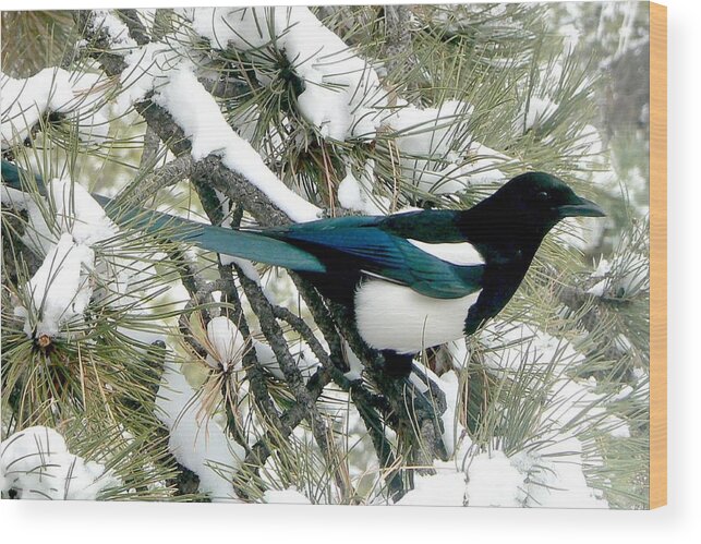 Colorado Wood Print featuring the photograph Magpie in the Snow by Marilyn Burton
