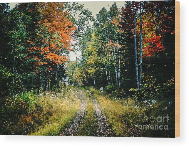 Maine Wood Print featuring the photograph Maine Back Road by George DeLisle