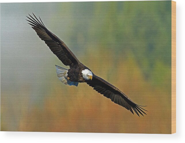 Bald Eagle Wood Print featuring the photograph Majestic Flight by Shari Sommerfeld