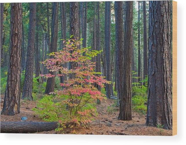 Landscape Wood Print featuring the photograph Majestic by Jonathan Nguyen