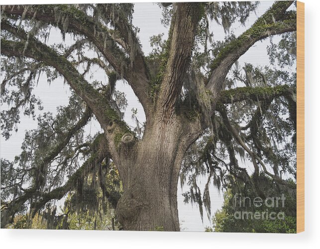 Oak Wood Print featuring the photograph Majestic Live Oak Tree by MM Anderson