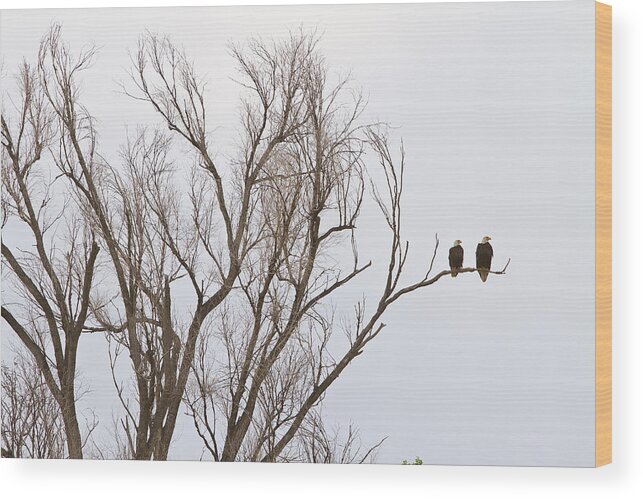 Bald Eagles Wood Print featuring the photograph Male and Female Bald Eagles by James BO Insogna