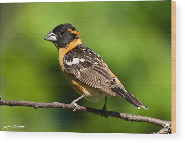Animal Wood Print featuring the photograph Male Black Headed Grosbeak in a Tree by Jeff Goulden