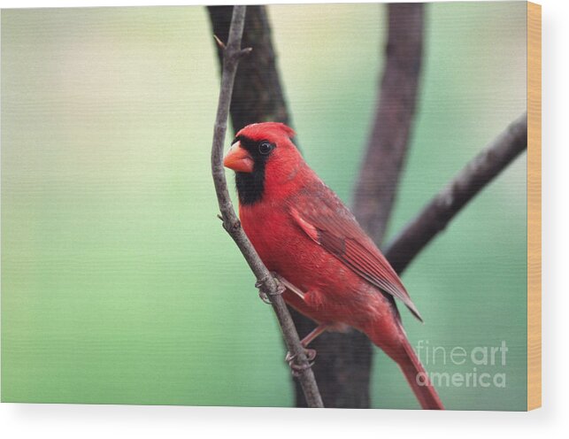 Male Cardinal Wood Print featuring the photograph Male Cardinal by Thomas R Fletcher