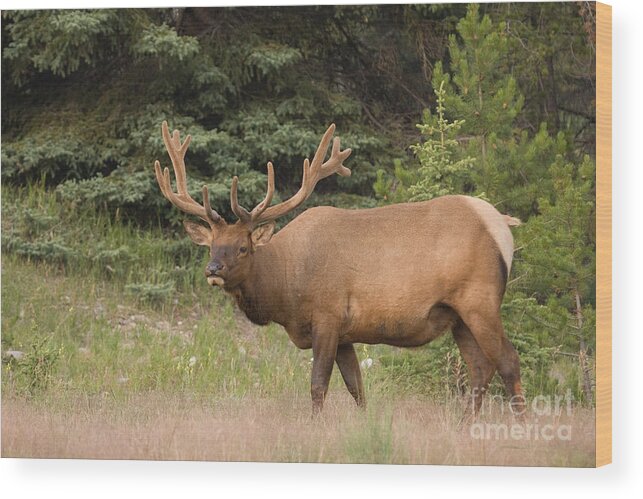 Canadian Rockies Wood Print featuring the photograph Male Elk in Velvet by Chris Scroggins