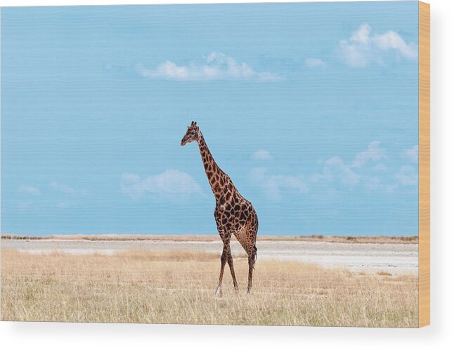 Grass Wood Print featuring the photograph Male Giraffe In Etosha by Peter Vruggink