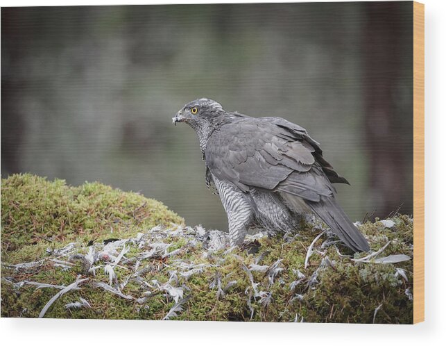 European Wood Print featuring the photograph Male Goshawk by Andy Astbury