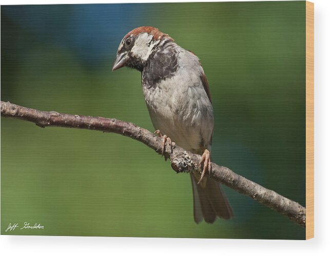 Animal Wood Print featuring the photograph Male House Sparrow Perched in a Tree by Jeff Goulden