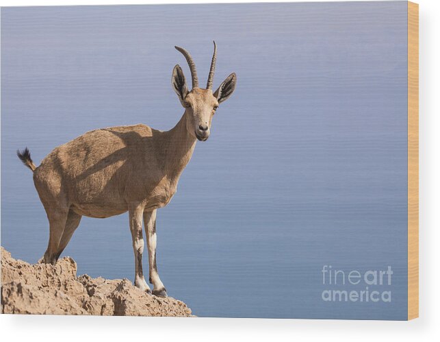 Ibex Wood Print featuring the photograph Male Nubian Ibex 1 by Eyal Bartov