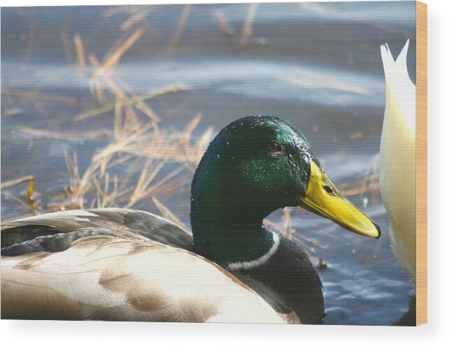 Duck Wood Print featuring the photograph Mallard Anas Platyrhynchos by Neal Eslinger