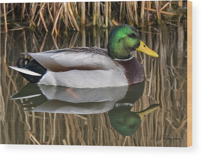 Ducks Wood Print featuring the photograph Mallard Drake Reflections by Stephen Johnson
