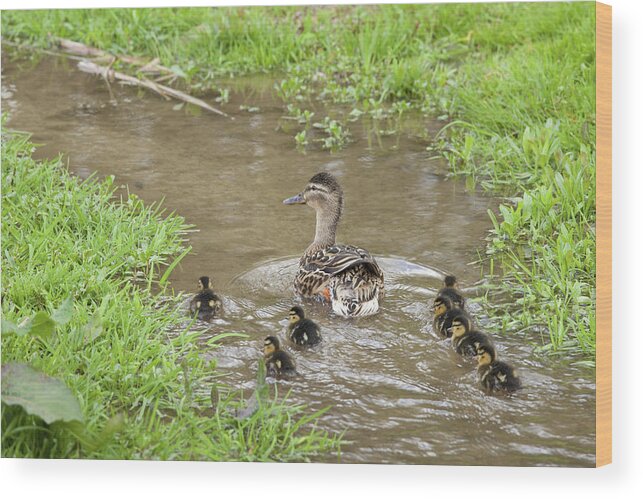 Grass Wood Print featuring the photograph Mallard Duck & Ducklings In The by Tim Graham