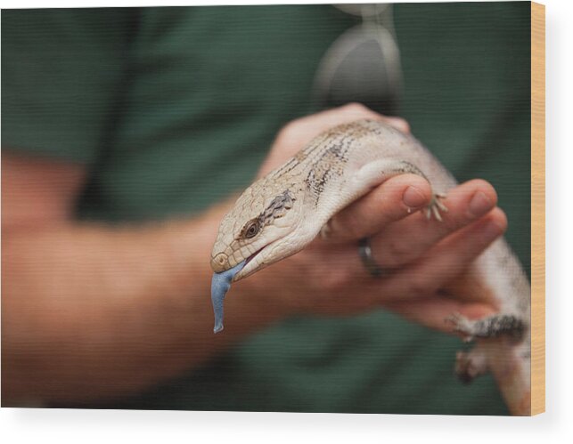 Holding Wood Print featuring the photograph Man Holding Blue-tongued Skink Tiliqua by Christopher Kimmel
