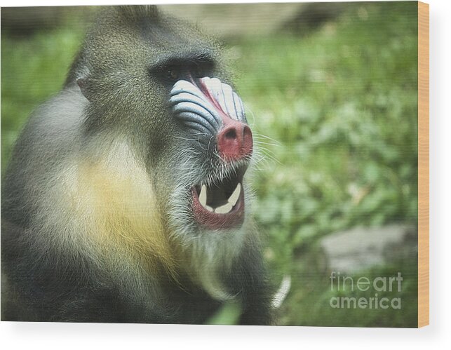 Mandrill Wood Print featuring the photograph Mandrill by Rich Collins